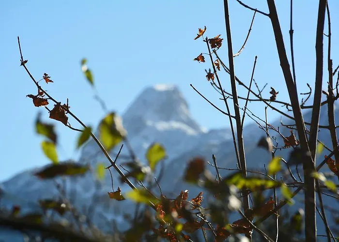 Almroeserl Edelweiss 고사우